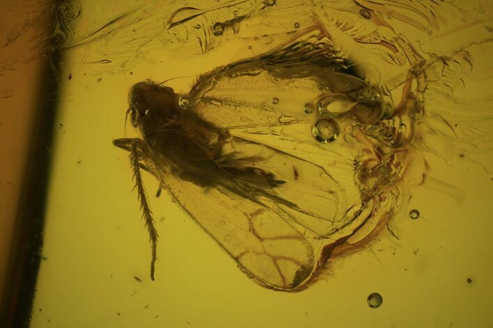 Fossil Cicada (Auchenorrhyncha) Larva In Baltic Amber #81809